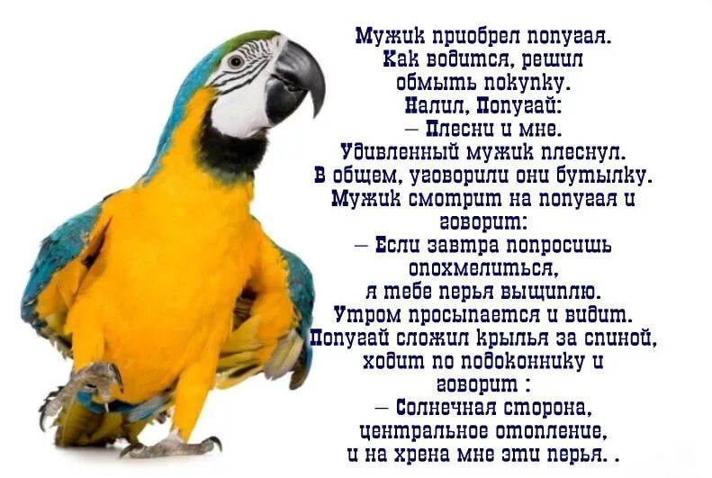 Переводчик с попугайского. Анекдот про попугая. Стихотворение про попугая. Анекдоты про попугая смешные. Шутки про попугаев.