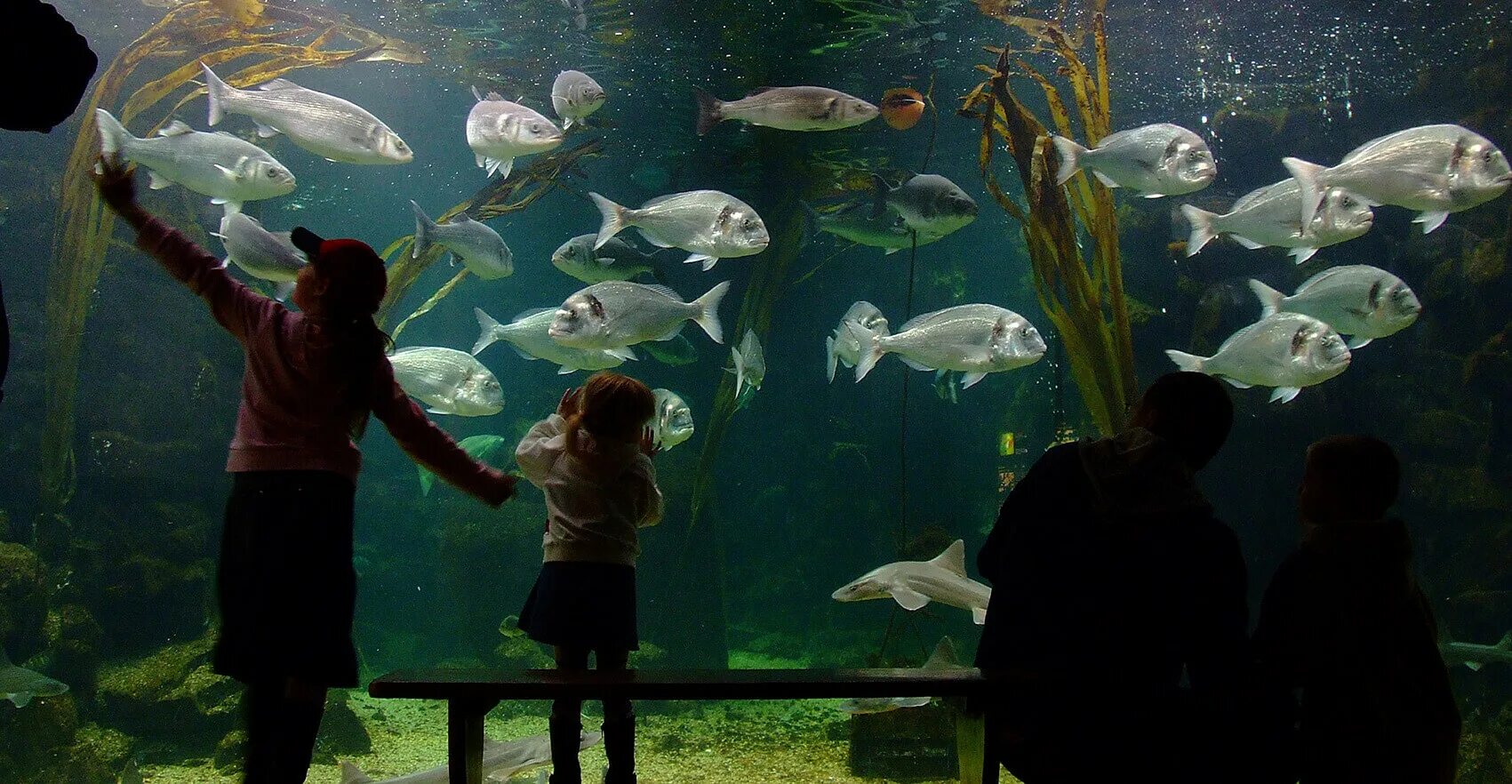 The best thing in the world. Море Zoo. Deep Sea World Edinburgh. Deep Sea World in Edinburgh. Deep Sea World in Edinburgh снаружи.
