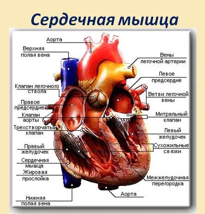 Сердце человека литература. Сердце анатомия латынь. Строение сердца человека.