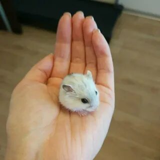 Сколько стоят хомяки маленькие