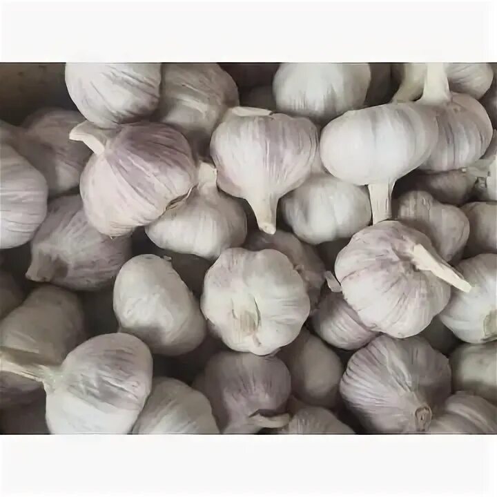 Чеснок купить. Чеснок новый уренгой. Чеснок новый урожай. Чеснок новый уренгой. Чеснок на белом фоне.