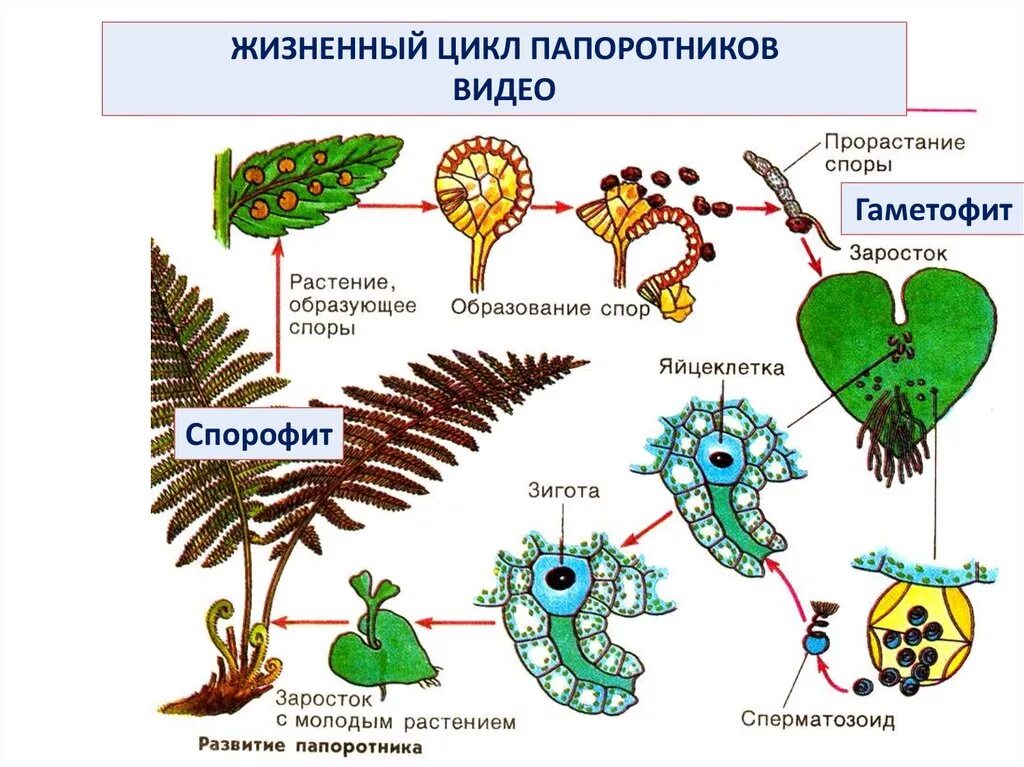 Жизненный цикл папоротника какое общее свойство