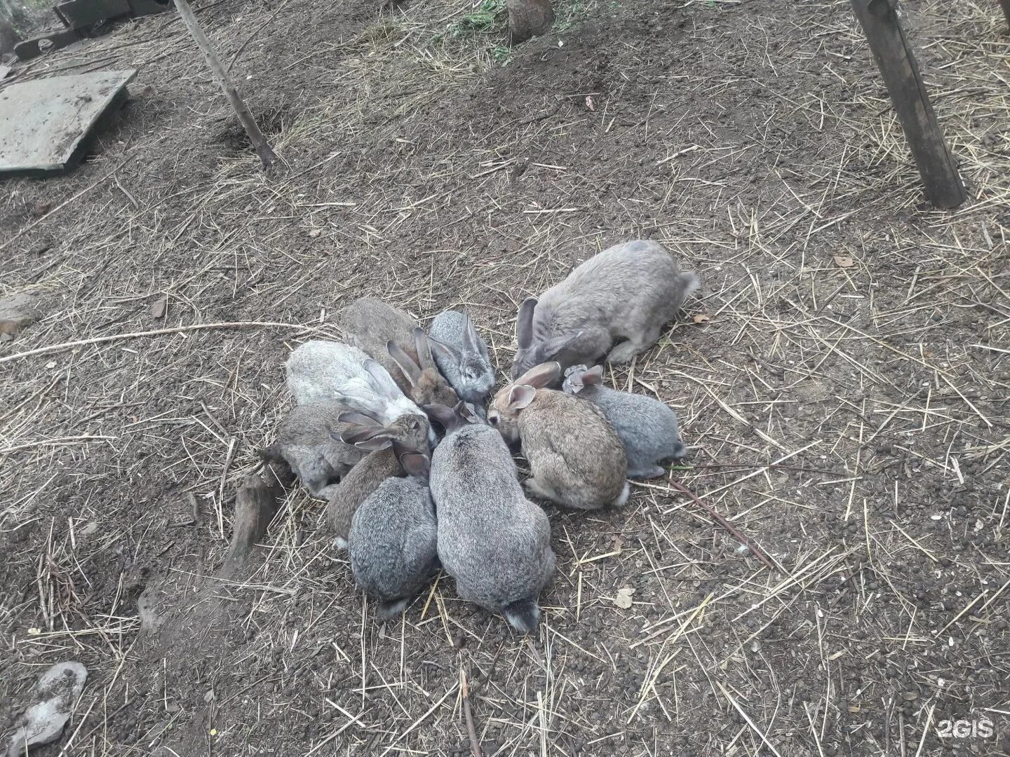 Берлога комсомольск на амуре. Мишкина Берлога Комсомольск. Медвежья Берлога Комсомольск. Медвежья Берлога Хурба. Мишкина Берлога Хурба.