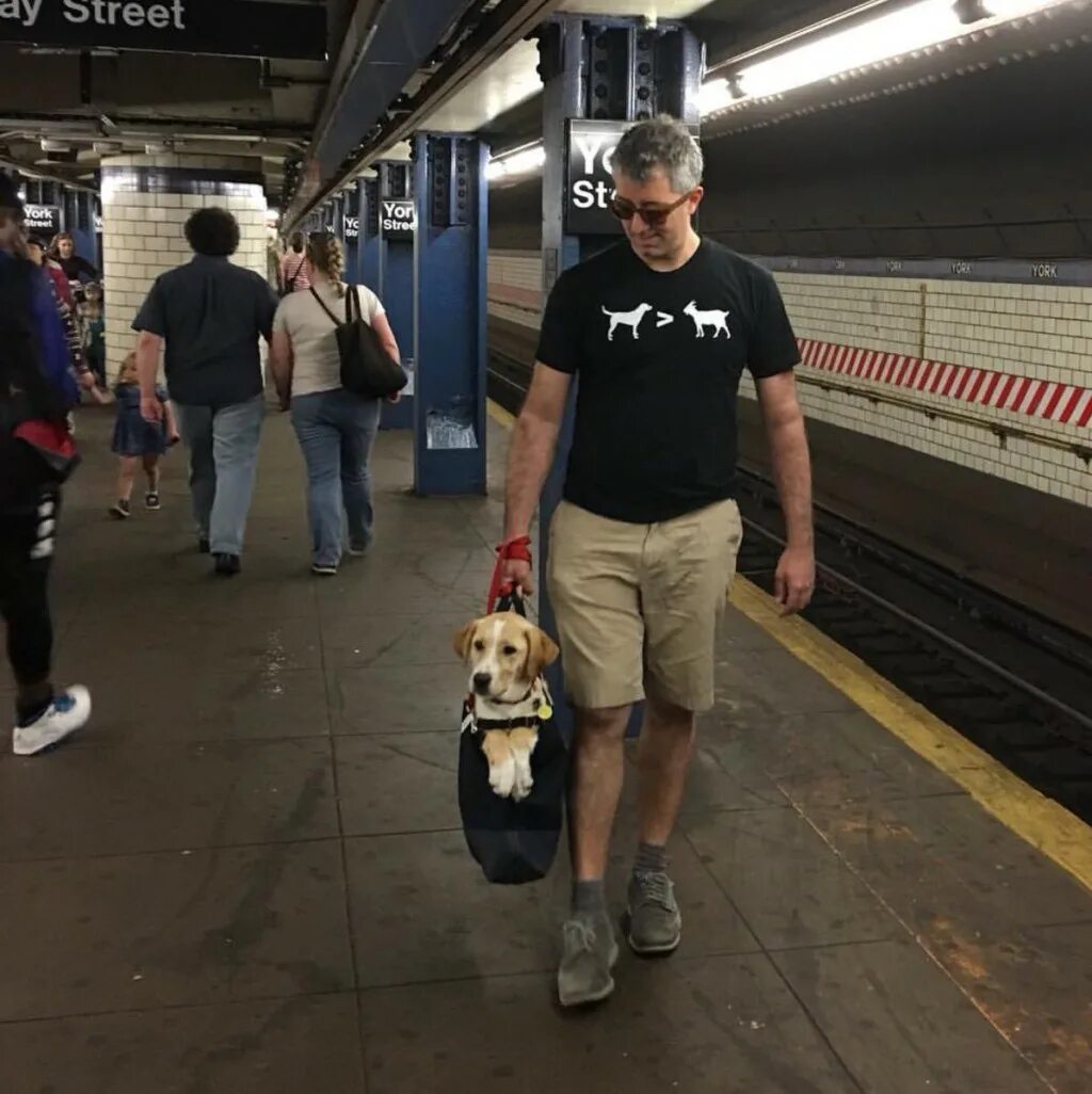 Собаки в сумках в метро Нью-Йорка. Собака в сумке в метро. Собаки в Нью-йоркском метро сумки. Метро в США собаки.