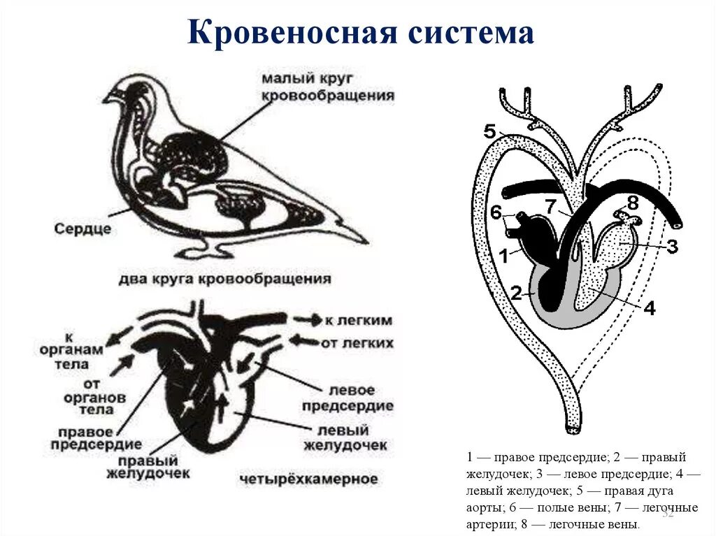 Кровеносная система птиц схема. Схема строения кровеносной системы птиц. Схема малого круга кровообращения у птиц. Строение сердца и кровеносной системы птиц. Сердце птиц состоит из камер