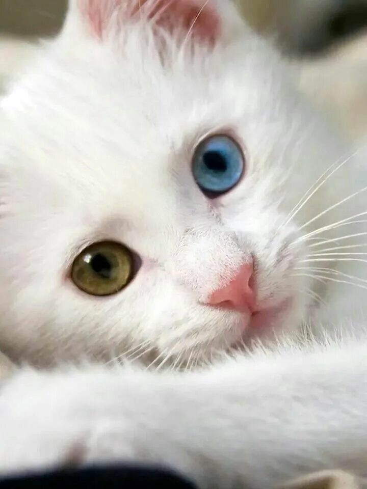 Хочу белую кошку