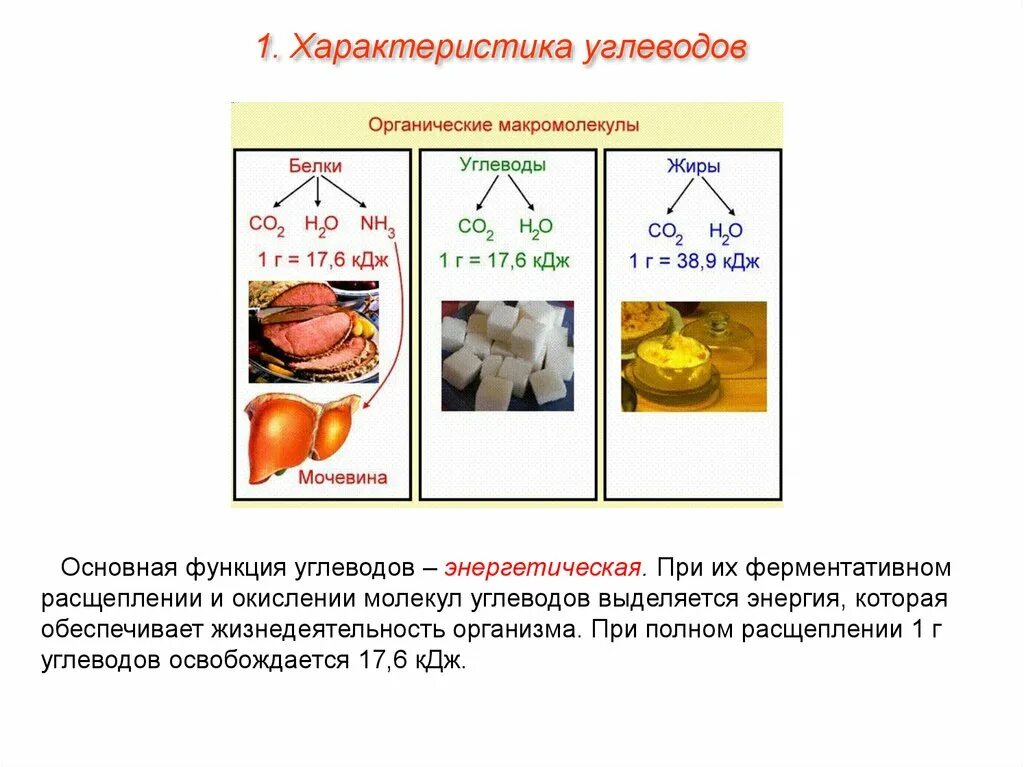 1 г углеводов кдж. Белки жиры функции. Функции белков жиров и углеводов таблица. Функции белков жиров и углеводов кратко. Белки жиры углеводы характеристика.