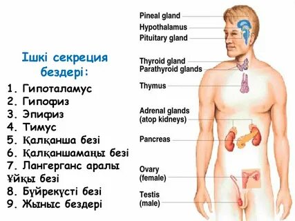 Где находится внутренняя секреция