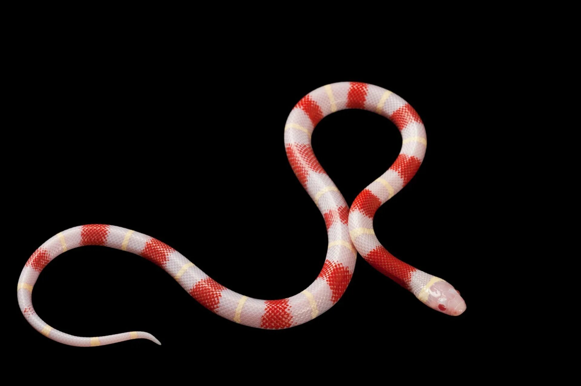 Королевская змея Нельсона (альбинос). Красно белая змея. Молочная змея. Красная змея.