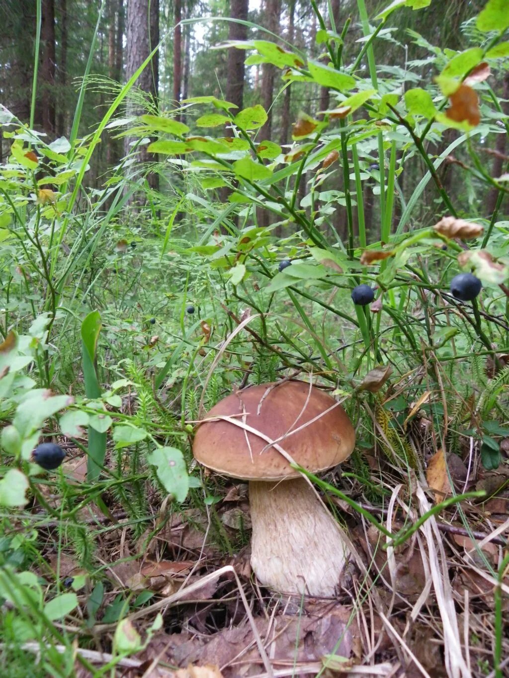 брусника якутск. грибы кустарники. грибы в осеннем лесу. грибы кустарники. черника брусника клюква.