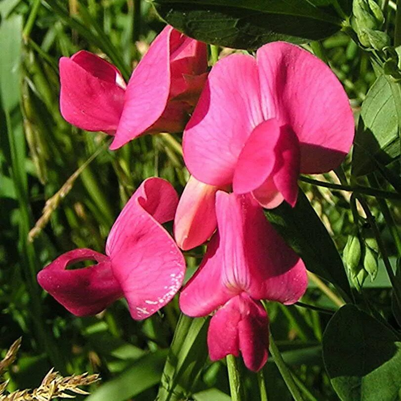 Чина многолетняя. Чина (Lathyrus). Чина клубненосная Lathyrus tuberosus. Душистый горошек малиново красный. Душистый горошек чина душистая.