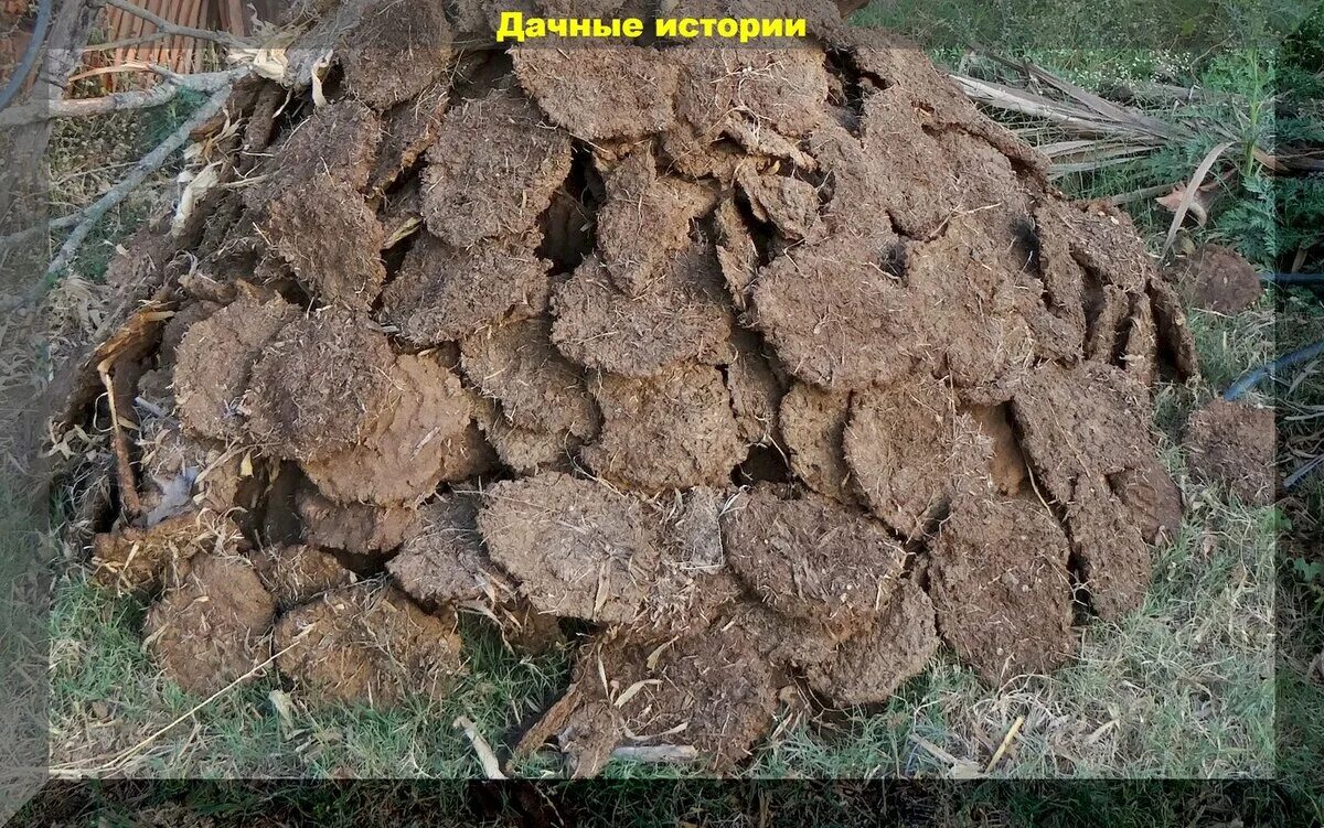 Свежий коровий навоз как использовать весной. Навоз. куча навоза. заготовка кизяка. навозный кирпич.
