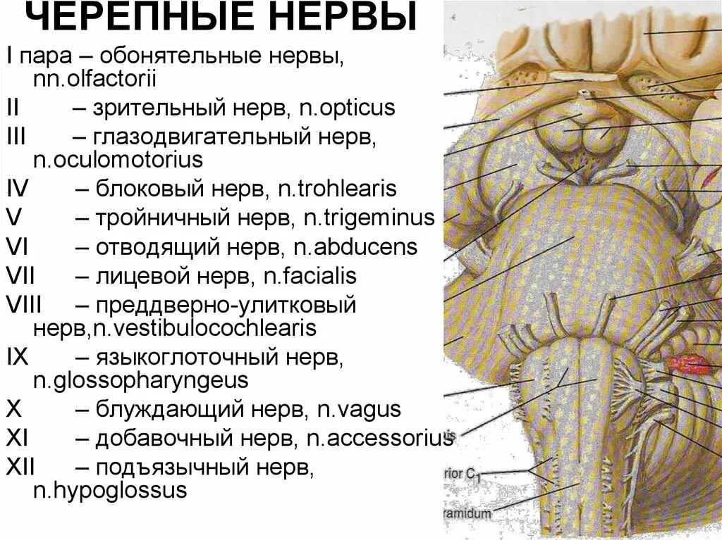 Количество черепных нервов. Топография 12 пар черепных нервов. Выход Корешков черепных нервов анатомия. 1 Пара черепных нервов схема. Топография Корешков черепных нервов.