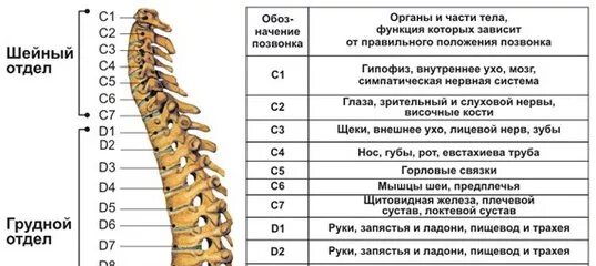 Тело позвонка размер. 4-5 Позвонок грудного отдела. Грудной отдел позвоночника (12 позвонков) (vertebrae Thoracales). Th1 th12 грудной отдел позвоночника. Шейный грудной и поясничный отдел позвоночника.