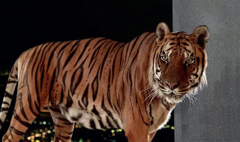 Tiger dr