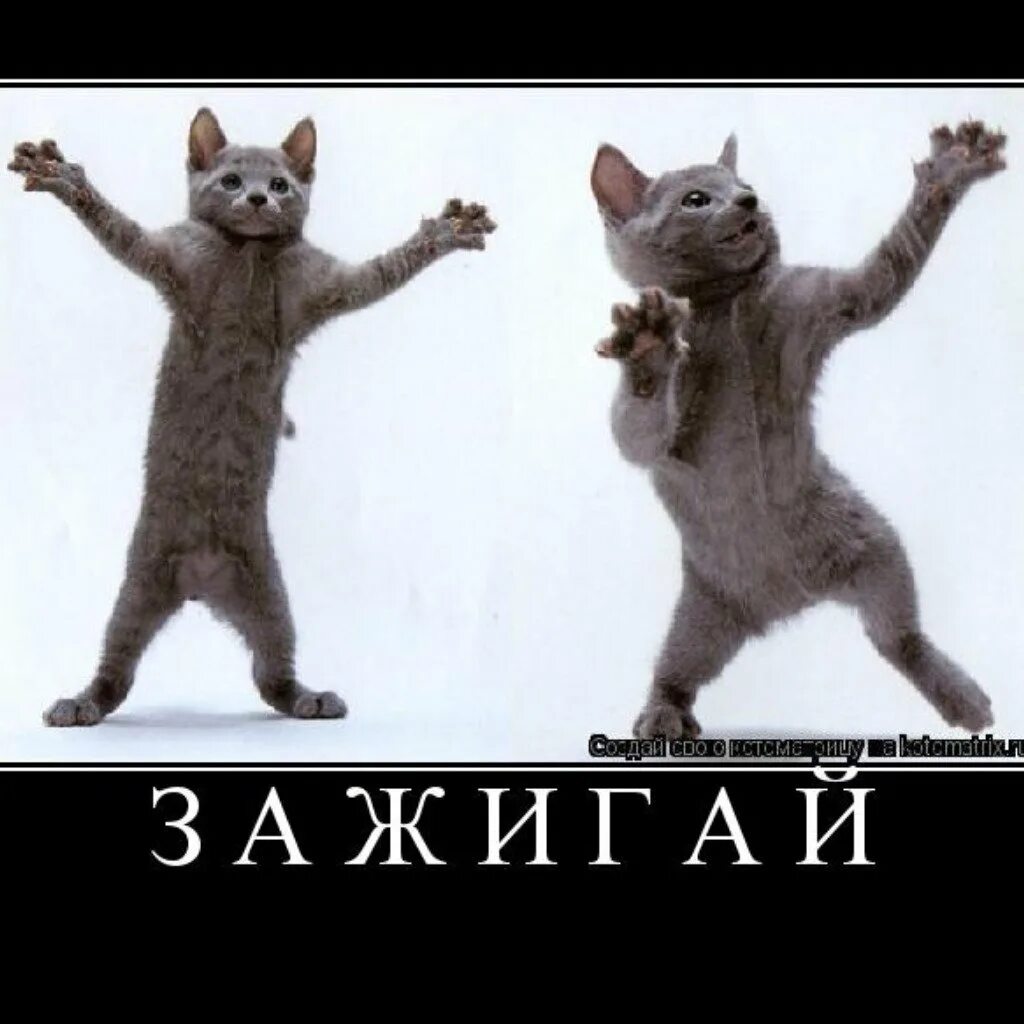 Как правильно пляшешь пляшешь. Коты танцуют. Танцующий кот. Котик танцует. Смешной кот танцует.