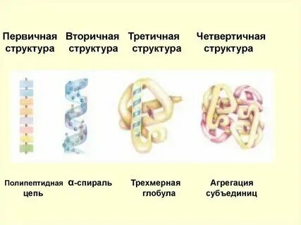 Функции первичных и вторичных белков