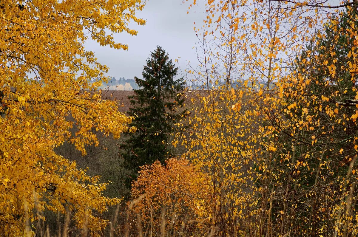 осень продолжить. вологодская область осенью. природа осень. осень продолжить. красивая осень бабье лето.