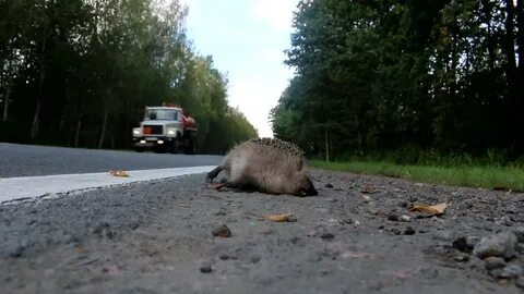 Ворон переводит ежика через дорогу