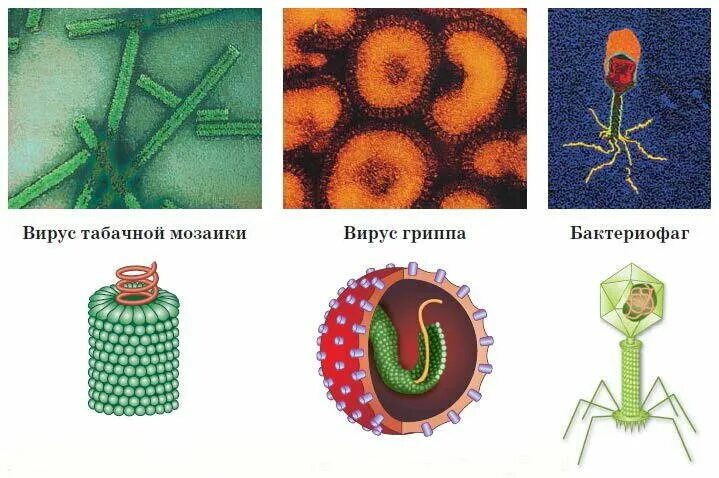 Строение вируса табачной мозаики и бактериофага. Вирус герпеса вирус табачной мозаики бактериофаг. Вирус табачной мозаики и бактериофаг. Схема строения клетки вируса.