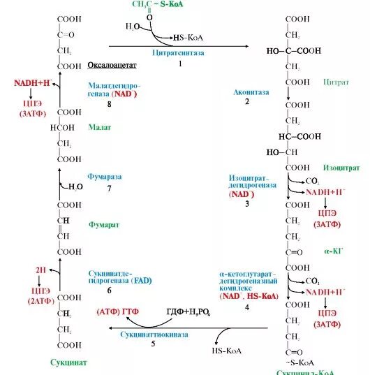 Цикл трикарбоновых кислот ЦТК биохимия. Цикл трикарбоновых кислот схема. Схема цитратного цикла биохимия. Цитратный цикл