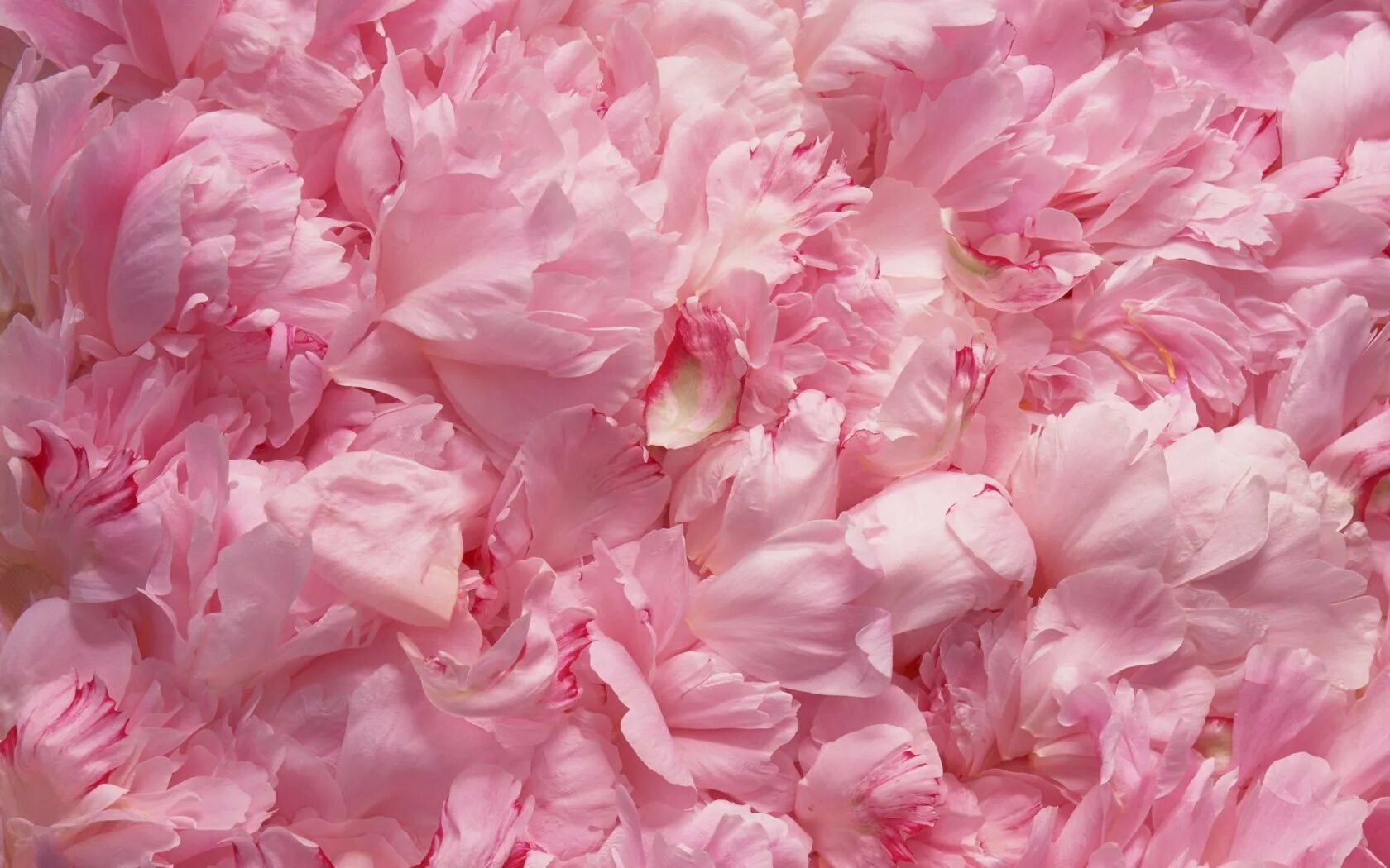 Нежно розовые лепестки. Цветочный фон. Розовые пионы. Красивый розовый.