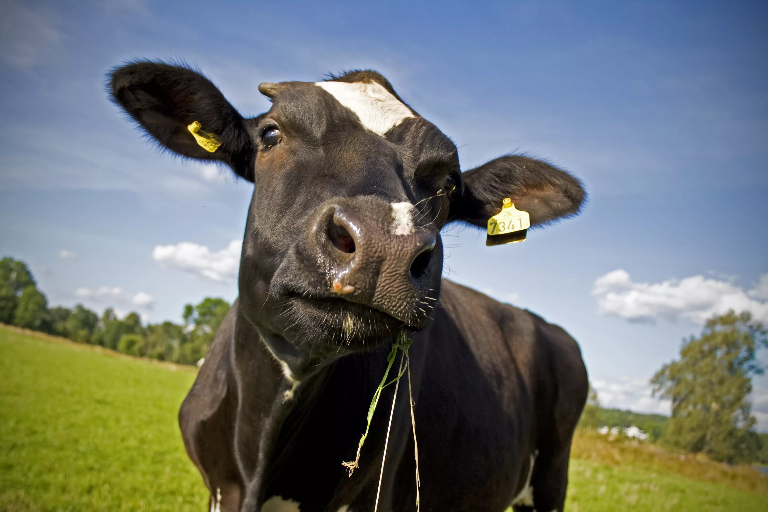 Now cow