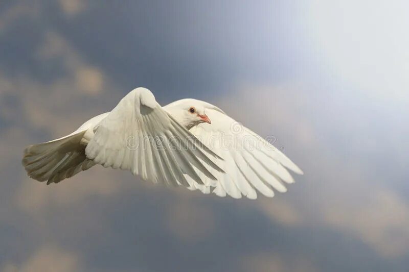 White dove Scorpions. Голубка летит ромашки фото. Парящий голубь в переносном смысле. Песня белыми голубями летите письма домой