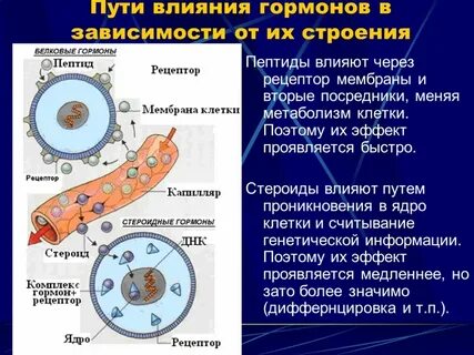 Гормоны днк