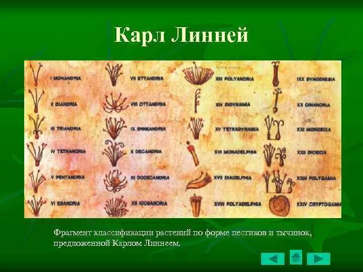 Линней классификация животных. Система растений по Линнею. Систематика животных по Линнею.