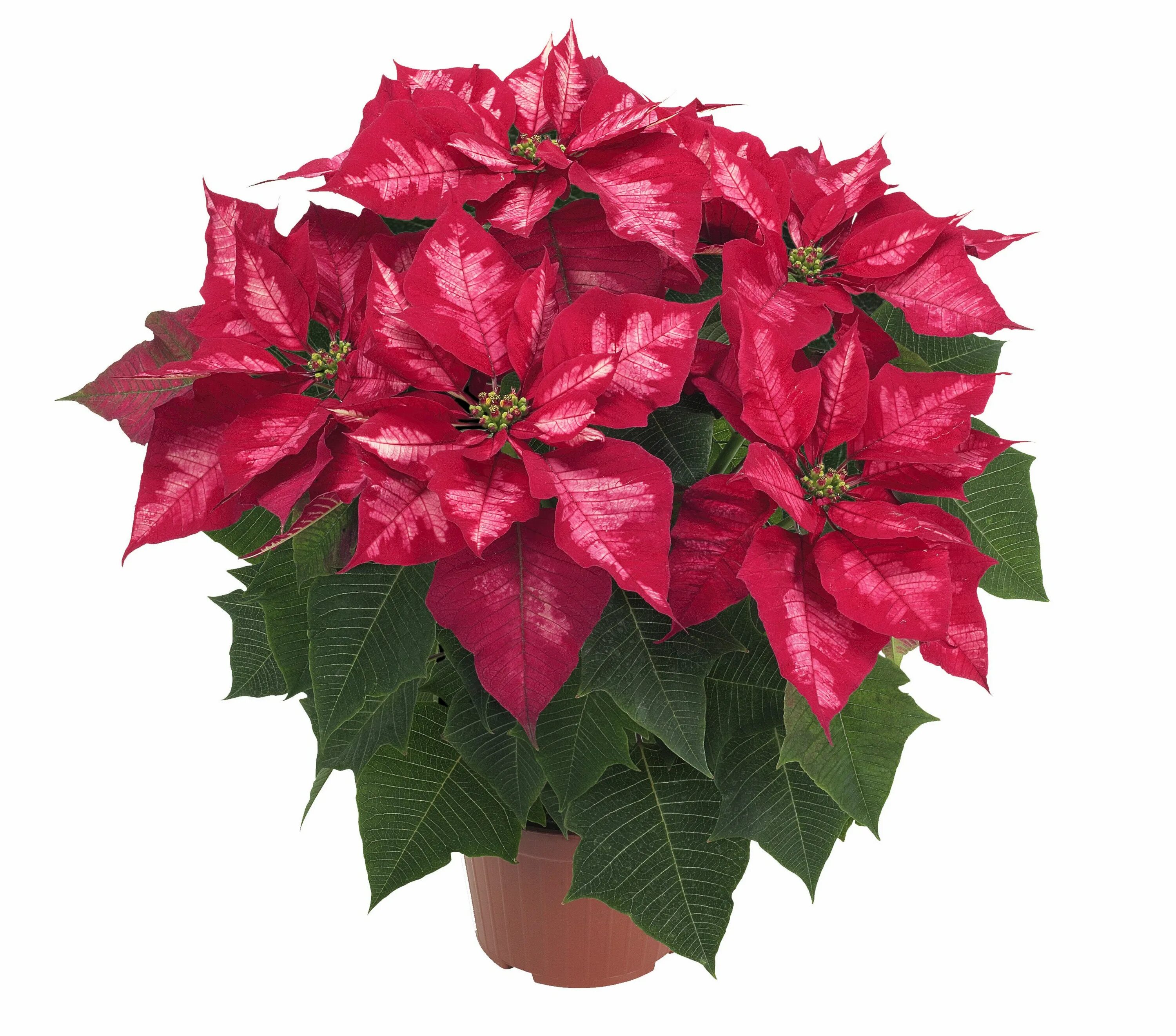 POINSETTIA ICE PUNCH Christmas plants, Poinsettia, Gardening blog