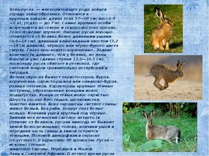 Заяц русак описание