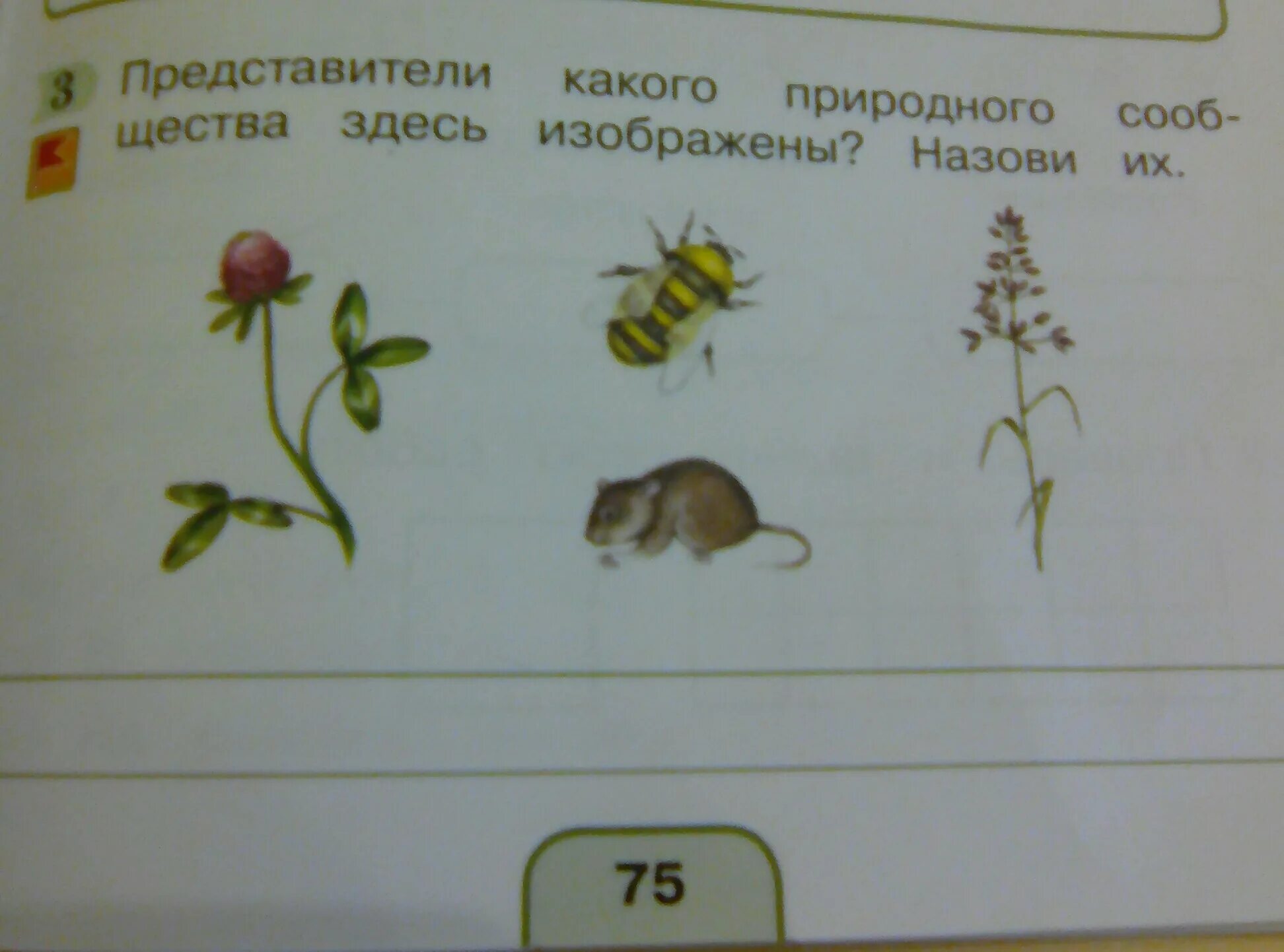 Подпишите названия природных сообществ. Представители каких отделов изображены на рисунках. представили кого природного сообщества здесь изображены назови их.