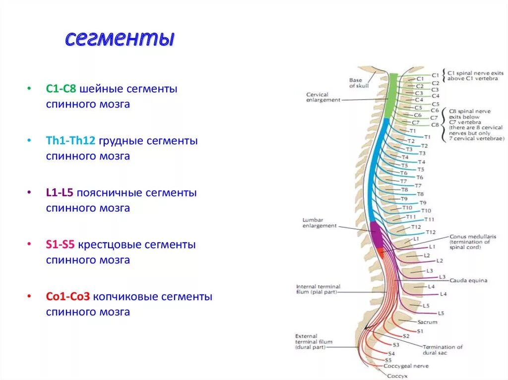 Шейные сегменты спинного мозга. Сегменты s1 s2 спинного мозга. сегментарное строение спинномозговые нервы. строение сегмента спинного мозга. сегментация спинного мозга анатомия.