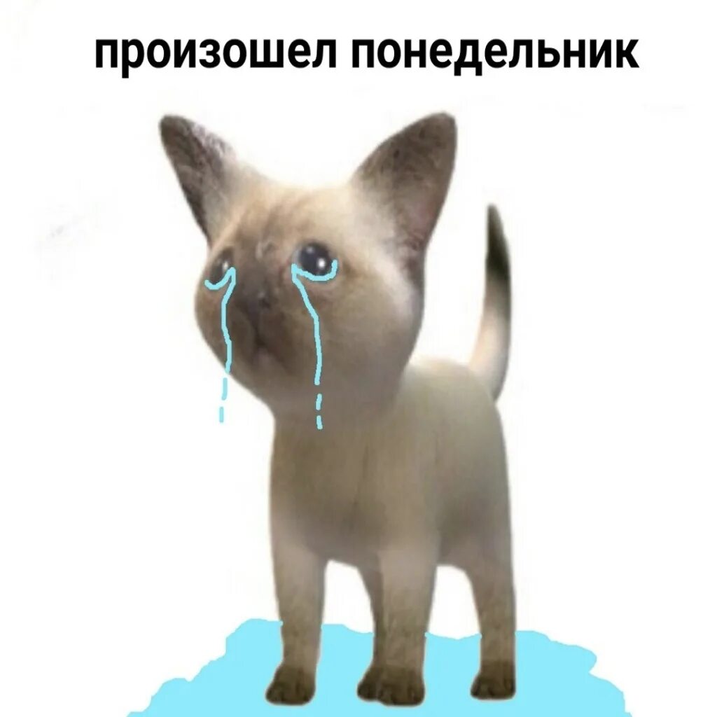 Кот мем. Чистый понедельник праздник. Происхождение слова неделя. Произошел понедельник. Картинки стихи понедельник.