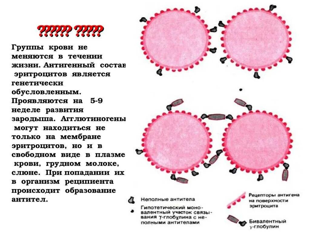 Как изменились группы. Меняется ли группа крови. Может ли измениться группа крови. Группа крови может меняться. Меняется ли группа крови у человека в течении жизни.