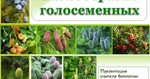 Многообразие голосеменных