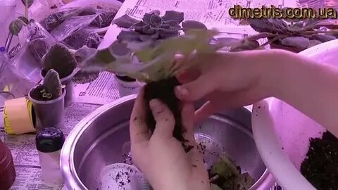 Фиалки время пересадок