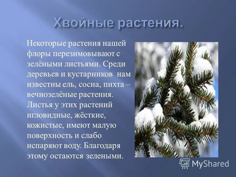 Почему хвойные. День вечнозеленых растений. Почему хвойные деревья вечнозеленые. Почему хвойные деревья называют вечнозелеными. Почему хвоя вечнозеленая.