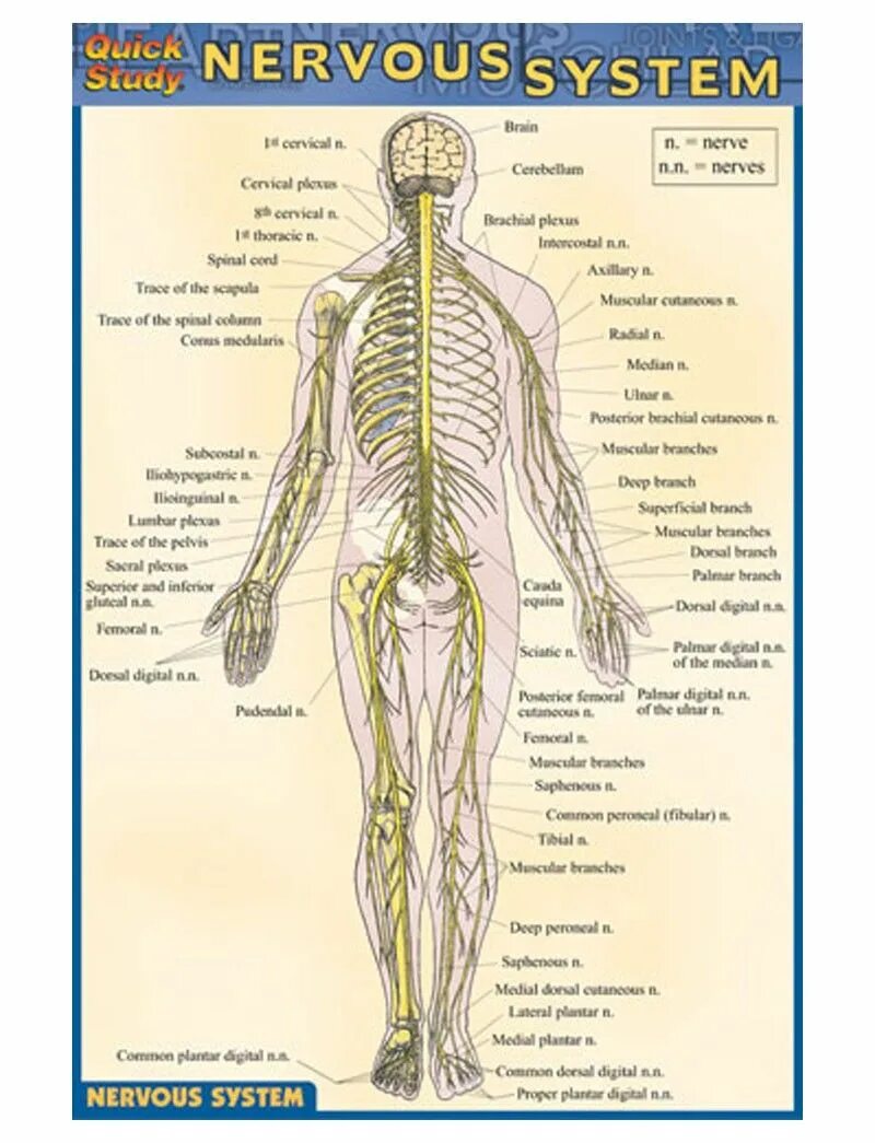 Периферическая нервная система на латыни. Нервная система анатомия на латинском. Анатомия центральной нервной системы на латинском. Анатомия нервной системы на латыни. Нервная система латынь