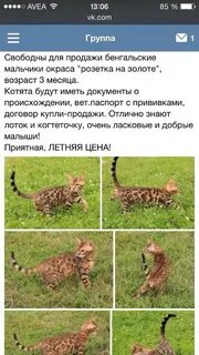 Вес бенгальского котенка