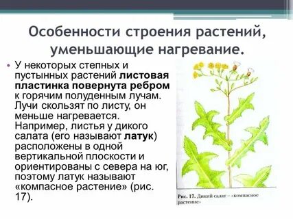 Приспособление листья
