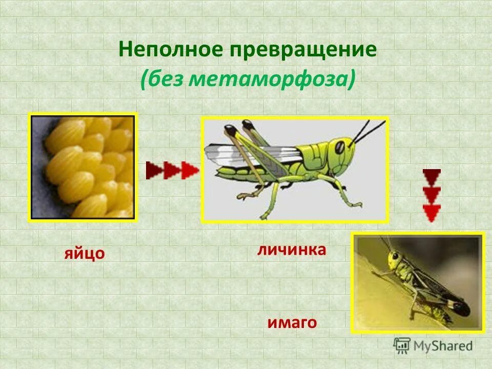 Неполное превращение личинка. Развитие с неполным превращением прямокрылые. неполное превращение. личинки насекомых с неполным превращением. схема развития насекомых с неполным превращением.