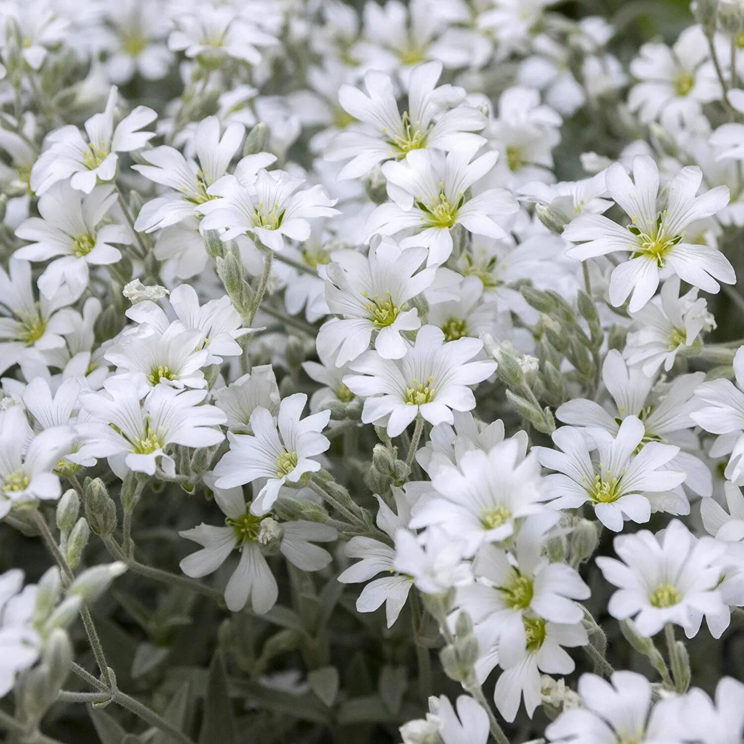 Растение ясколка фото. Ясколка войлочная (Cerastium tomentosum). Ясколка войлочная Биберштейна. Ясколка Хрустальный водопад. Ясколка шерстистая.