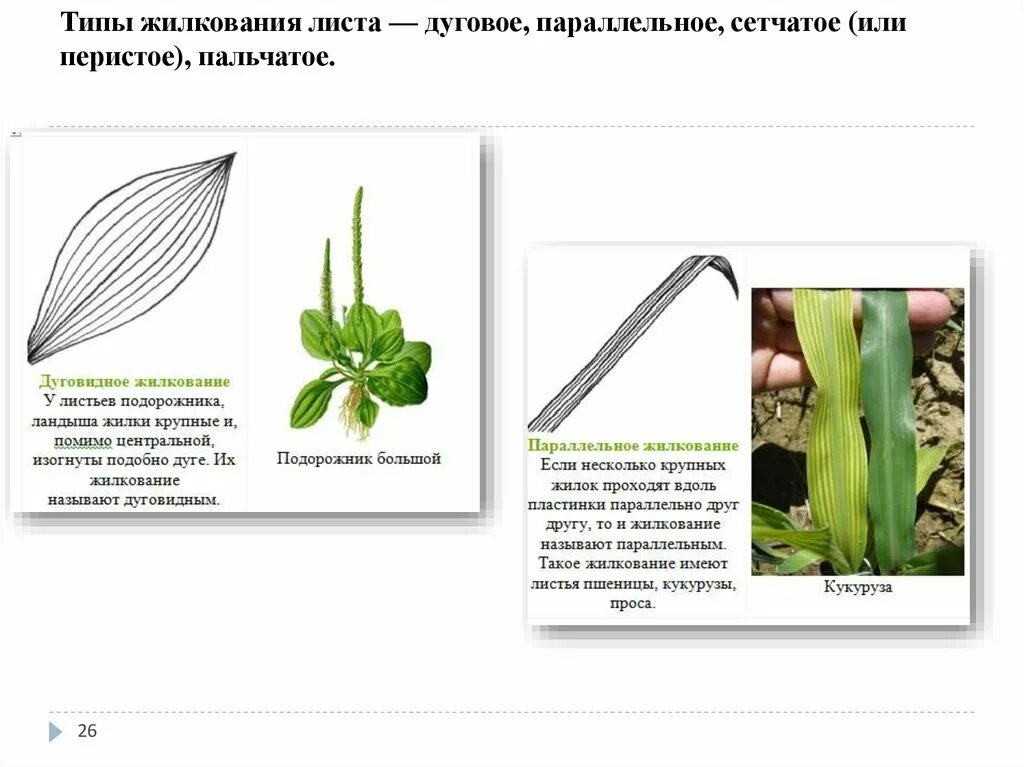 Параллельное дуговое сетчатое. Типы жилкования листьев элодеи. Дуговое и перистое жилкование. Параллельное или дуговое жилкование листьев. Жилкование листьев кукурузы.
