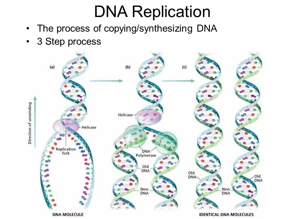 Терминация репликации ДНК. Репликация ДНК. Этапы репликации ДНК. Репликация ДНК олигонуклеотид. 3 этапа репликации