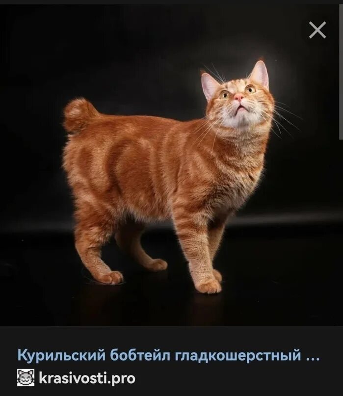 Курильский бобтейл гладкошерстный. Курильский бобтейл белый гладкошерстный. Порода курильский бобтейл. Курильский бобтейл kbl. Курильский бобтейл.