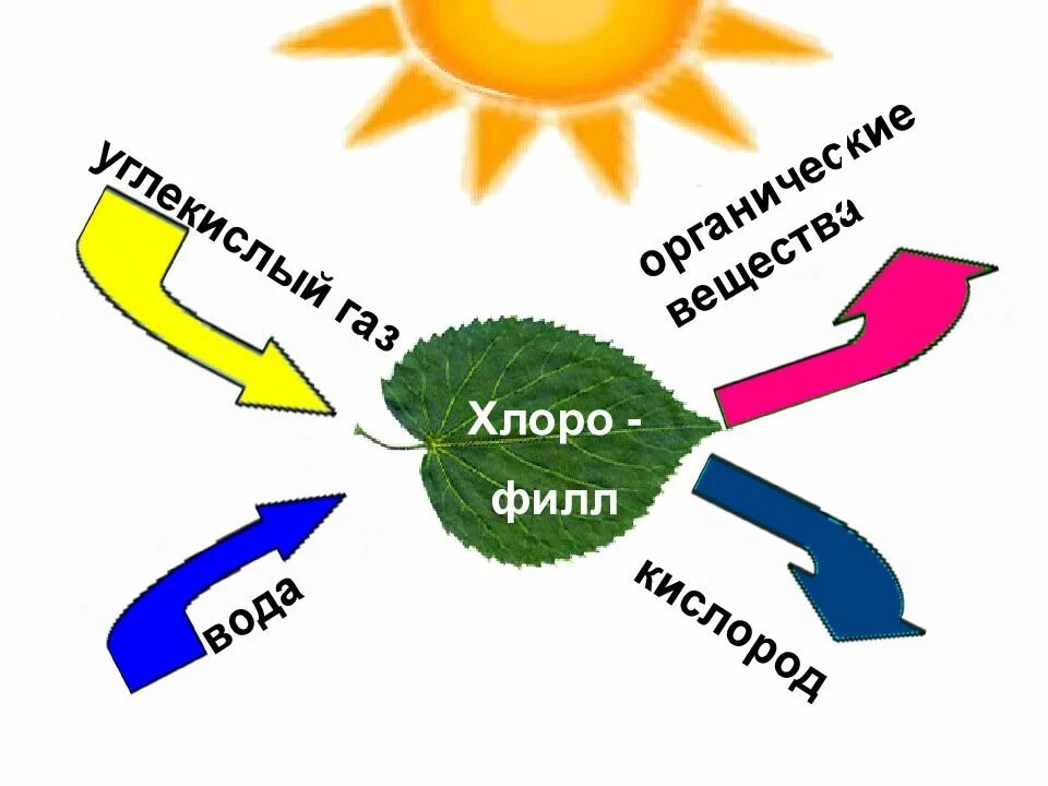 Схема фотосинтеза 6. Схема фотосинтеза у растений. Фотосинтез рисунок. Процесс фотосинтеза рисунок. Нужен ли свет при фотосинтезе