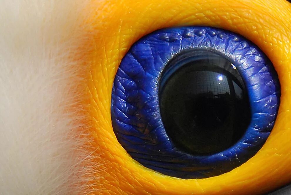 Желтый глаз 12. Глаза животных. Удивительные глаза животных. Необычные глаза. Зрачок глаза.