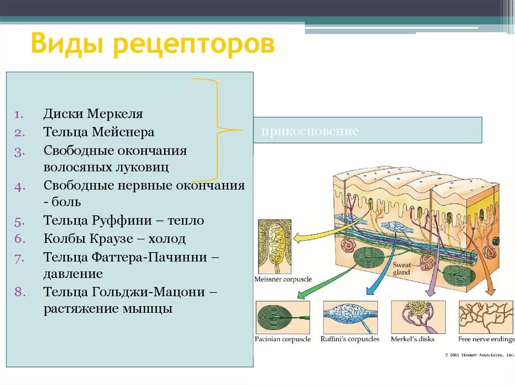 Виды рецепторов. Типы и виды рецепторов. Рецепторы и их виды. Рецепторы строение и функции.